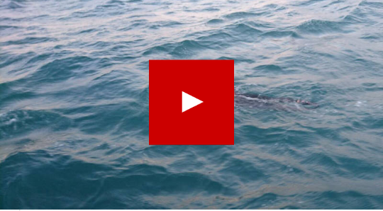 السباح الهولندي Van der Weijden يسبح اليوم من انجلترا الى فرنسا ذهاب واياب