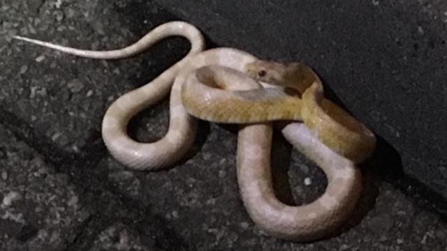 العثور على ثعبان في مركز تسوق Almere