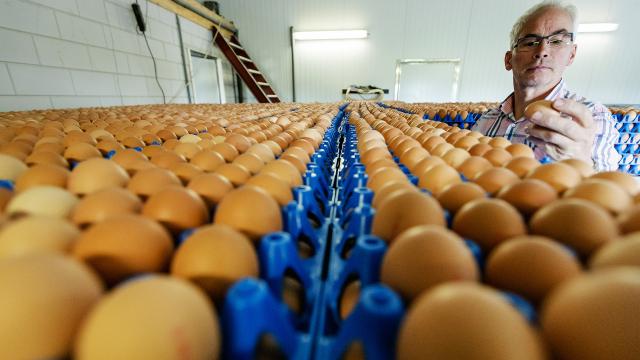 بلجيكا تريد تعويضات من شركة Chickfriend الهولندية عن الخسائر التي لحقت بها جراء البيض الملوث