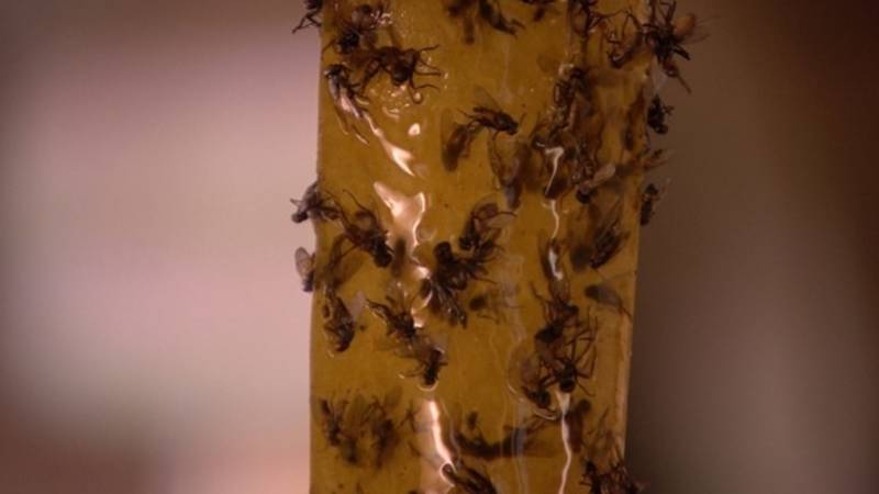 غزو الذباب السنوي في Nieuwdorp لا يزال لغزا