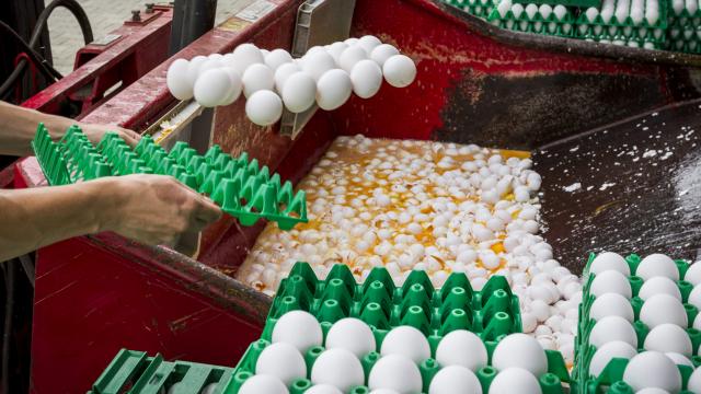 اعدام أكثر من مليونين ونصف دجاجة في هولندا بسبب فضيحة البيض الملوث