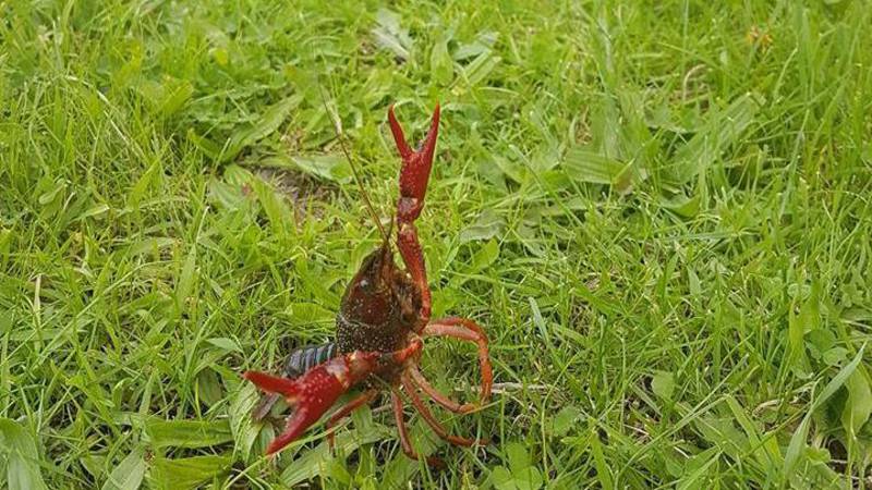 الشرطة: لاتتصلوا بنا من أجل هذا ، انها جراد البحر وليست عقارب