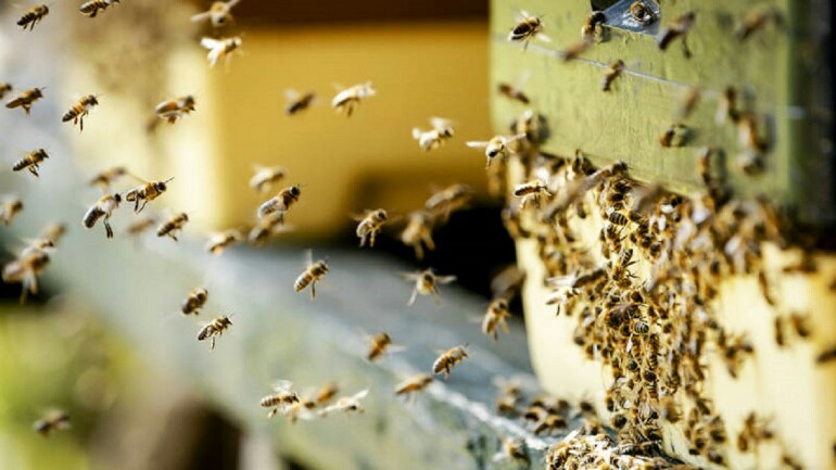 هولندا أكثر دولة تستورد الحشرات في أوروبا !