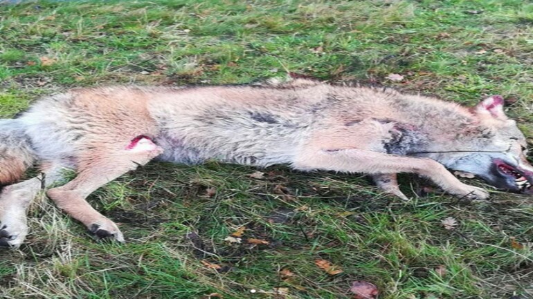 العثور صباح اليوم على ذئب ضخم بجانب أوفرايسيل على الطريق N343