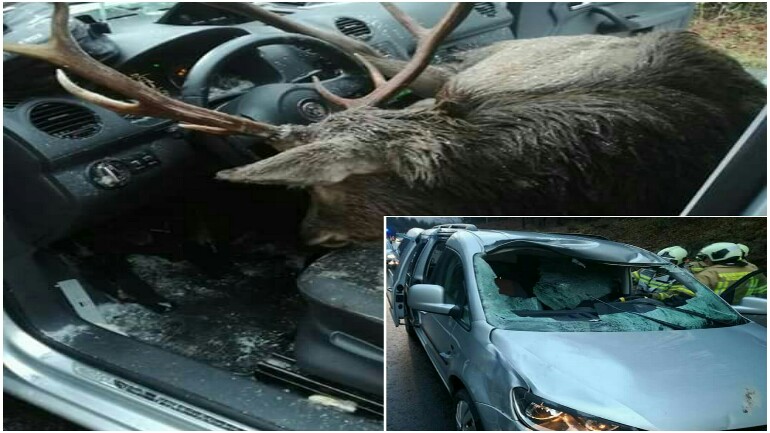 غزال ضخم يخترق الزجاج الأمامي لسيارة بعد صدمه، الشرطة: لم نرى مثل هذا من قبل