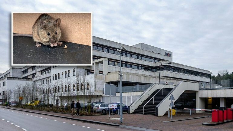 الجرذان ترقص على الطاولات في مبنى NOS بهيلفرسوم