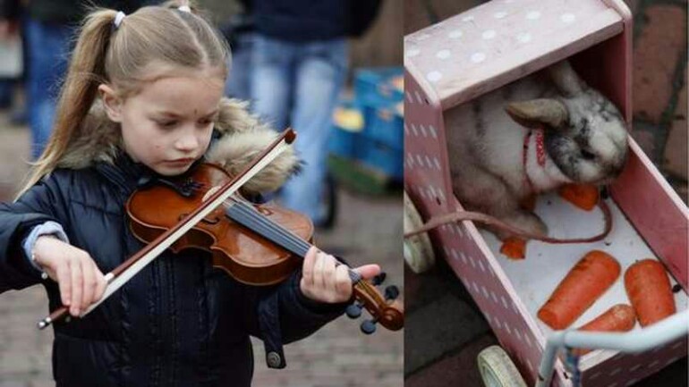 طفلة هولندية تعزف الموسيقى بأمرسفورت برفقة أرنبها لجمع التبرعات لأوغندا