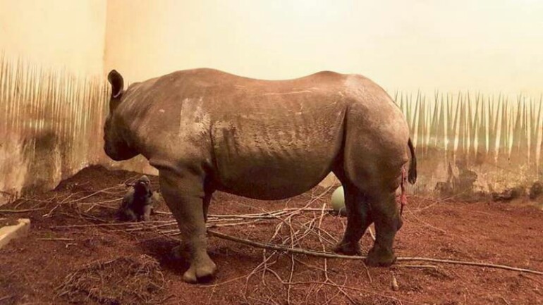حدث نادر في حديقة حيوانات Blijdorp - ولادة نعيمة أنثى وحيد القرن 