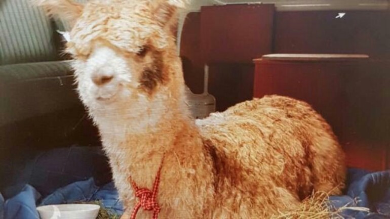 الشرطة تعثر على حيوان الألبكا ليلة البارحة في Haarlem - تبحث عن مالكه