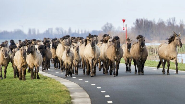 الخيول والأبقار البرية تهرب من محمية طبيعية غمرتها المياه في خيلديرلاند