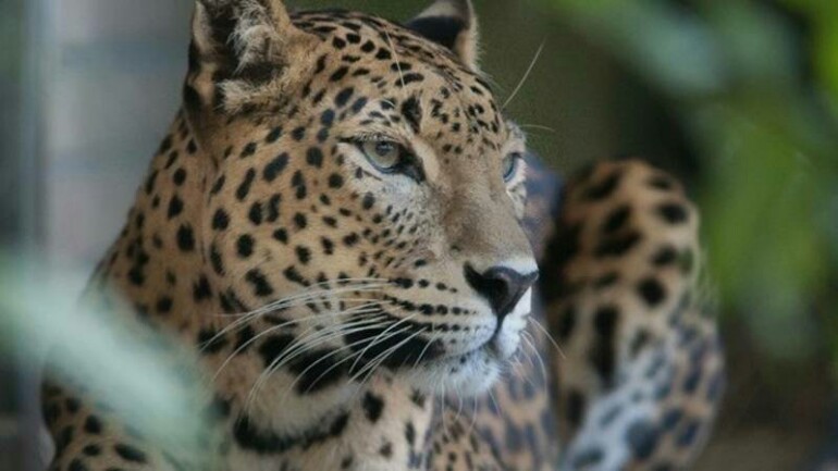 أنثى الفهد في حديقة أرنهيم - أكلت ابنها حديث الولادة اليوم !