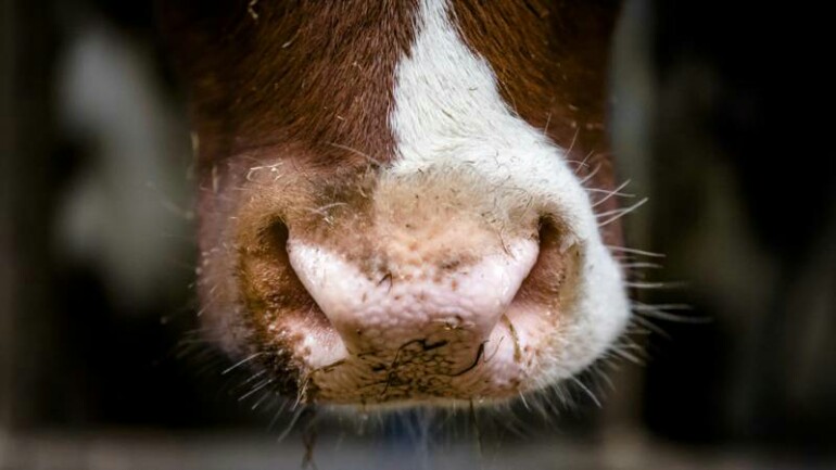 الافراج عن حجز وتقييد 150 مزرعة أبقار من قبل وزارة الزراعة الهولندية