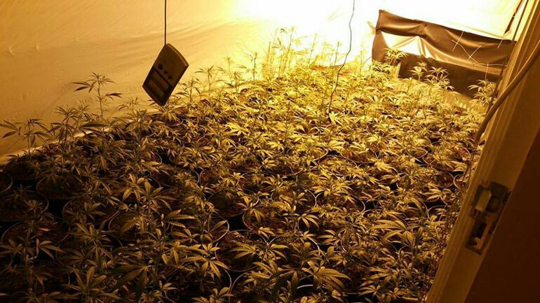 مالك شقة يبلغ الشرطة أن المستأجر يزرع الحشيش - يصبح هو نفسه مشتبه به !