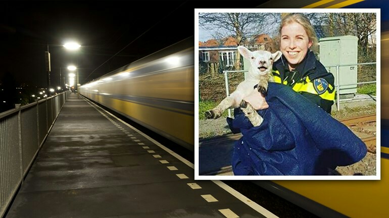شرطية من Hoorn تنقذ صغير الخروف من الدهس على سكة القطار بأخر لحظة