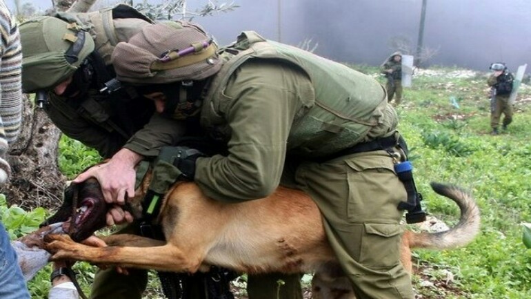 فلسطيني ضحية لهجوم كلاب جيش الاحتلال الإسرائيلي - يقاضي الشركة الهولندية الموردة لهذه الكلاب