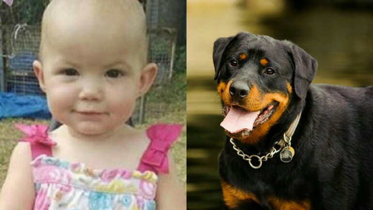 كلب روتويلر عض كاميليا عام واحد حتى الموت في أستراليا