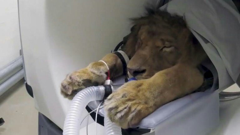 بالفيديو: تصوير أشعة لأسد مريض في حديقة حيوانات أمريكية