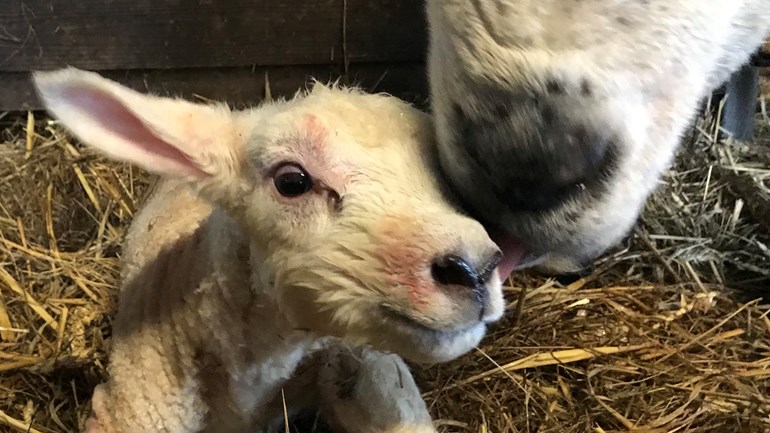 موسم ولادة الحملان في Texel بهولندا - كل غنمة تلد حملين أو ثلاثة