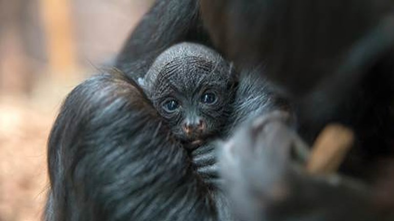 ولادة قرد العنكبوت الأسود النادر في حديقة حيوانات Artis بأمستردام