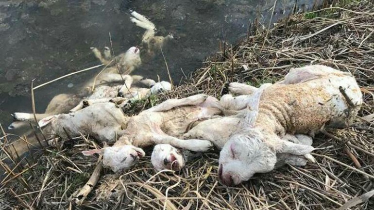 العثور على عدد من الحملان النافقة قرب الطريق السريع A15