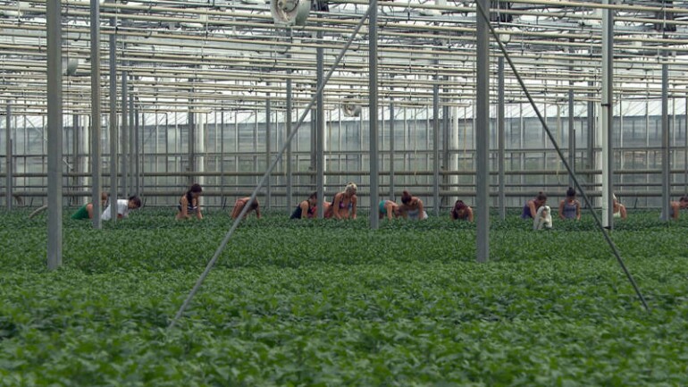 النساء البولنديات العاملات في هولندا يتعرضن للترهيب والتحرش الجنسي