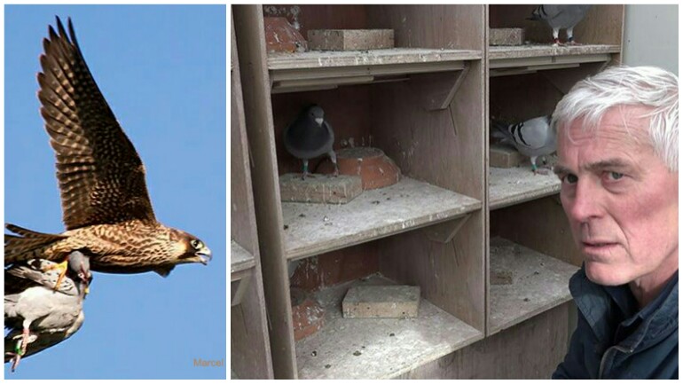 مربي الحمام حزين في هيمسكيرك - الصقر شاهين يأكل أطفاله