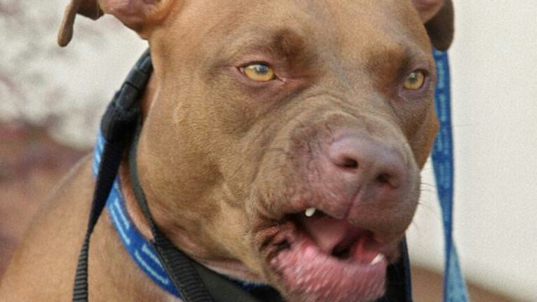 كلب العائلة يقتل طفلها الصغير عضا ليلة البارحة في ألمانيا