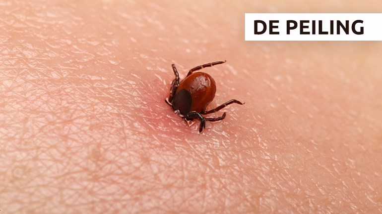 تحذير من خطورة لدغة حشرة القرادة - منتشرة بشكل كبير حاليا في هولندا وخصوصا في الشمال