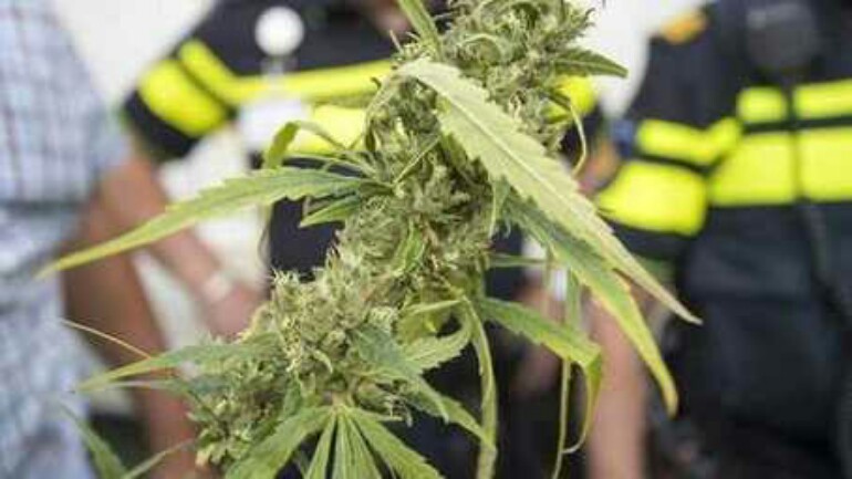 محاكمة رجل لزراعة خمس نباتات قنب بناء على طلبه في دانهاخ