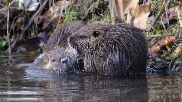 هولندا تتفق مع ألمانيا على اغلاق حدودها بوجه جرذان القندس