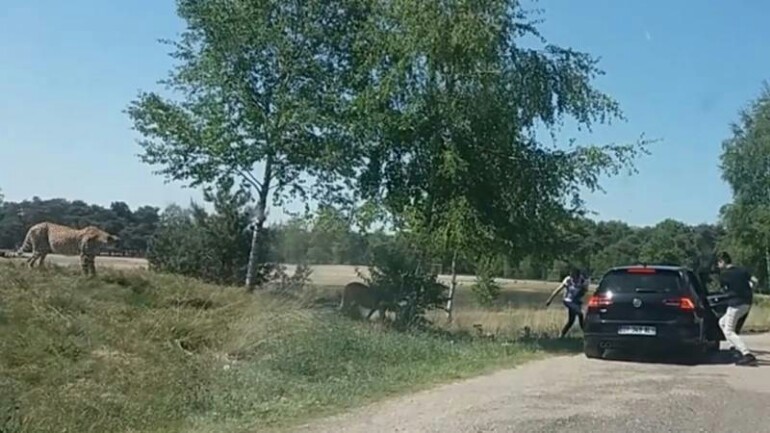 بالفيديو: عائلة فرنسية تنجو بأعجوبة من هجوم الفهود بحديقة حيوانات بهولندا