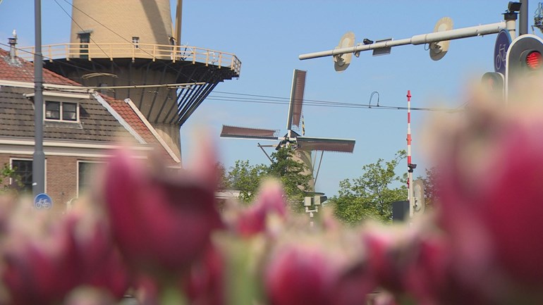 تمتلك مدينة Schiedam أكبر طواحين في العالم والتي يمكن زيارتها في نهاية الأسبوع