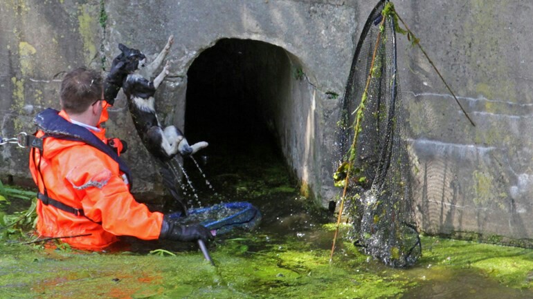 من مالك هذه القطة التي أنقذها فريق الاطفاء من المياه قرب روتردام