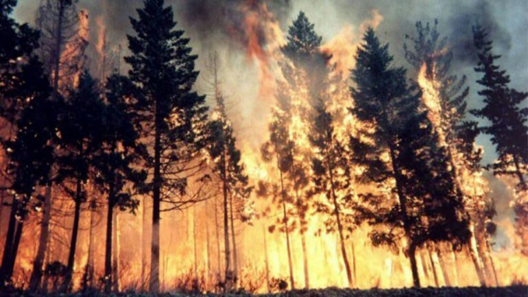 الحكم على صبي بدفع مبلغ 37 مليون دولار لاشعال الحرائق بمحمية طبيعية بأمريكا