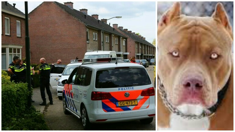 رجل يقتل كلبه البيتبول بعد عض طفلة في رأسها و وجهها بايندهوفن