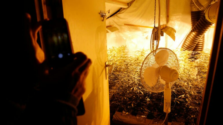 زيادة غير متوقعة في زراعة وانتاج الحشيش وقيمته الاقتصادية في هولندا