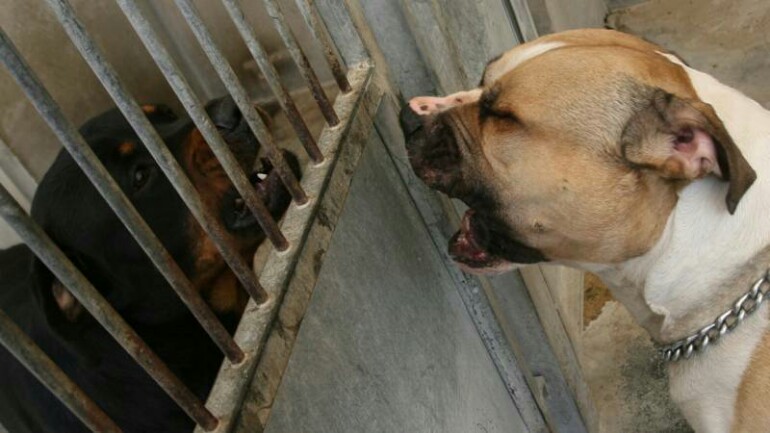 البرلمان الهولندي يناقش ازدياد حوادث عض الكلاب وأساليب مواجهة هذه المشكلة