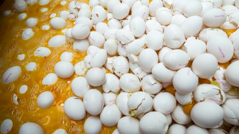 العثور من جديد على الفبرونيل المحظور في البيض بأوفرايسيل والقضاء على 3000 دجاجة