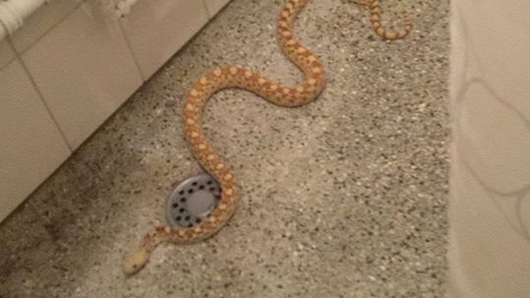 صدم السكان عندما شاهدوا ثعبان بحمام منزلهم في أمستردام