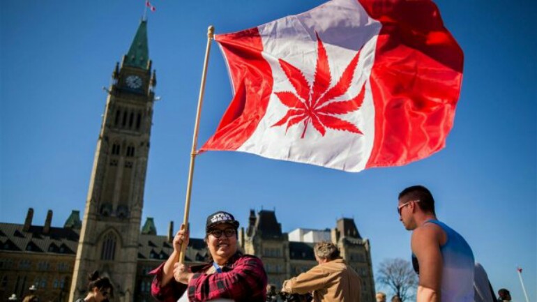 كندا ستسمح ببيع واستهلاك الحشيش المخدر قانونيا بدءا من شهر سبتمبر