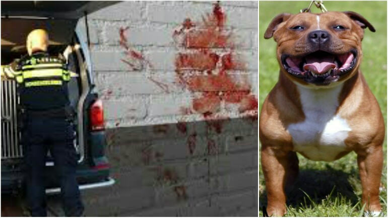 اصابة امرأتين بجروح خطيرة بعد مهاجمتهن من كلب مسعور في Kerkrade جنوب ليمبورخ 