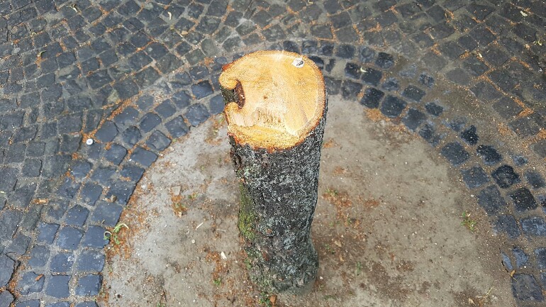 لص يقطع شجرة ليمون بوسط المدينة ليسرق دراجة هوائية باهظة الثمن