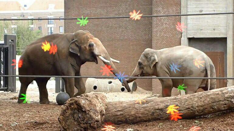 بعد أسبوع من جلب الفيل الذكر لحديقة Artis بأمستردام - اليوم حصل التزاوج