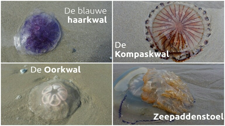 من يريد الذهاب الى شواطيء بحر الشمال عليه الحذر من قناديل البحر - نوعين منها لدغته خطيرة