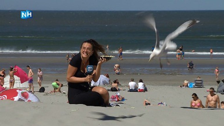 النوارس تصبح أكثر عدوانية وتهاجم الزوار على شاطيء بالشمال الهولندي للحصول على الطعام