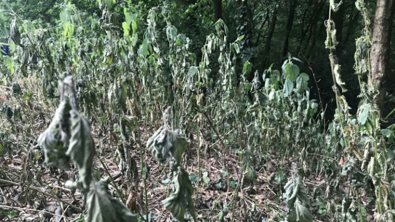 الجفاف في هولندا: كيف يحصل ذلك مع الأنهار والمياه الكثيرة ؟!