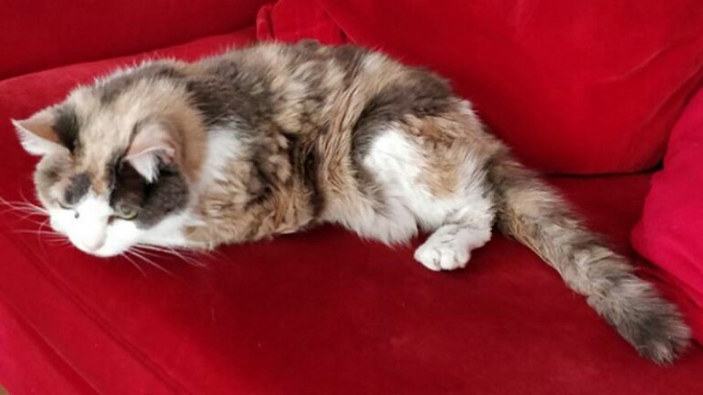 قطة تعود إلى منزل مالكها في مدينة Almere بعد غياب 17 عام