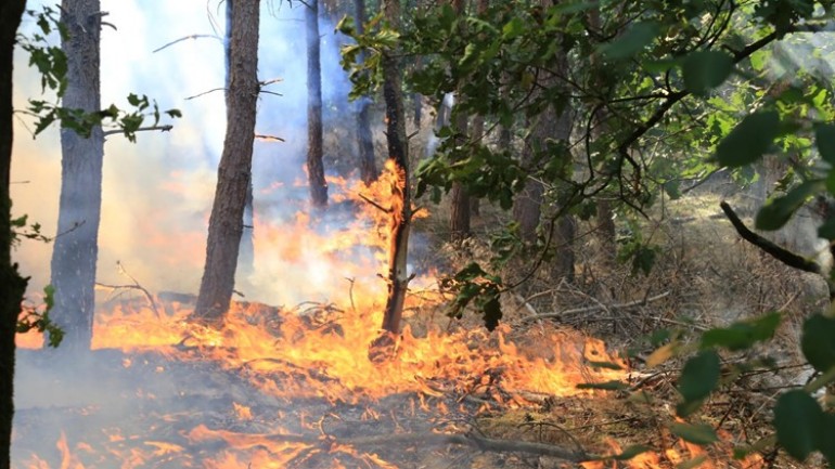 اندلاع عدة حرائق طبيعية في الغابة بهيلموند - يمكن رؤيتها من آيندهوفن