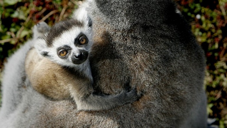 الشرطة تكتشف قرود ضارة بمنزل في Best - عندما عادت لمصادرتها كانت قد هربت
