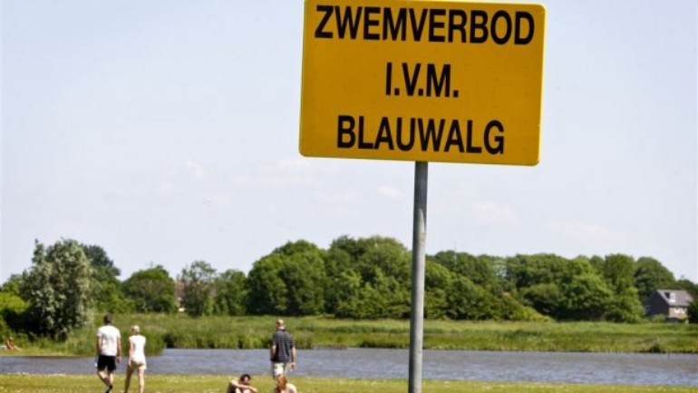 إنتبهوا للتحذيرات - الطحالب الزرقاء السامة تنمو في مياه البحيرات الهولندية